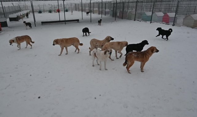 Yozgat'ta, veteriner hekimler ve akademisyenler sokak hayvanları için bir araya geldi