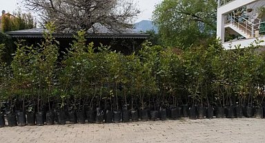 Alanya Belediyesi'nden çiftçiye keçi boynuzu fidanı desteği