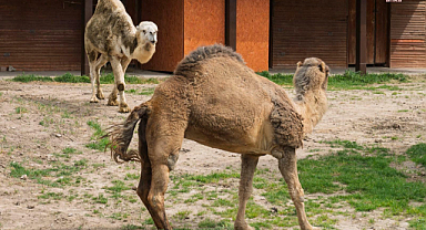 İzmir Doğal Yaşam Parkı'nın yalnız sakini Yağmur isimli deveye, Eskişehir'den arkadaş geldi