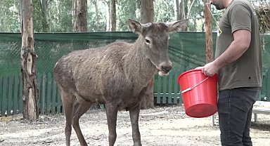 İzmir'de yaralı olarak fabrikaya sığınan geyik emin ellerde