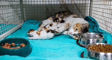 Mersin Büyükşehir Belediyesi, camiye sığınan anne kedi ve 3 yavrusunu koruma altına aldı