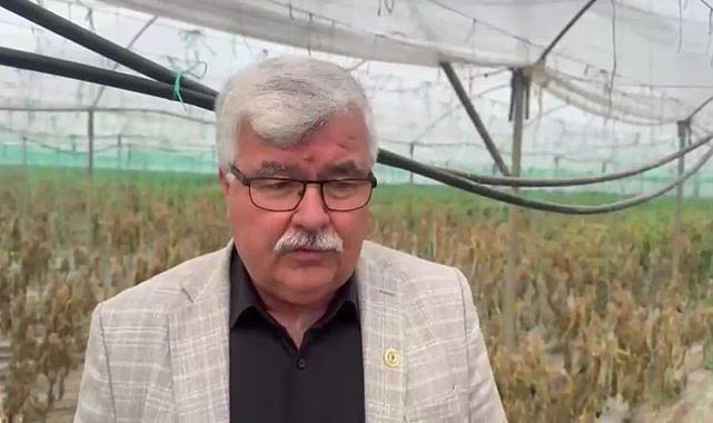 Mersin Ziraat Odası Başkanı Yılmaz: "Don afeti nedeniyle seralarda da hasar büyük"