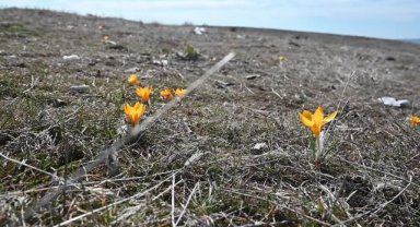 Yozgat'ta çiğdemler çiçek açtı, vatandaşlar çocukluğunu yaşamak için dağlara koştu