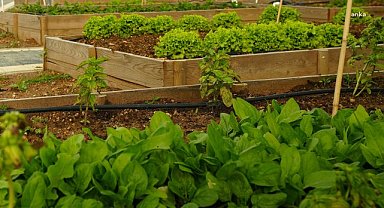 Ataşehir'deki "Kent Bostanları" projesinin yeni dönem hak sahipleri belli oldu