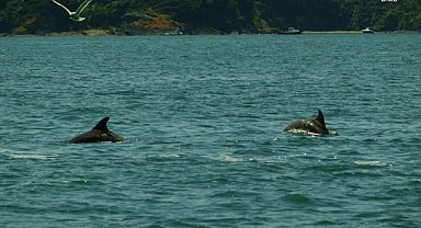İstanbul Boğazı yunus gözlem etkinlikleri başlıyor