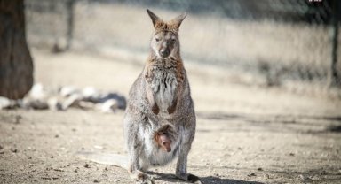 Keçiören Belediyesi Doğal Yaşam Parkı, yeni yavrulara 'merhaba' dedi