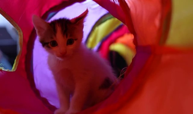 Mersin Büyükşehir Belediyesi'nin korumasındaki anne kedi Alaca'nın yavruları için sahiplendirme süreci başladı
