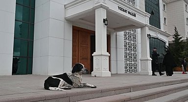 Yozgat'ta sokak hayvanlarının yaşam alanı genişliyor