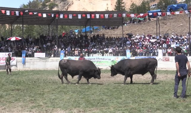Yusufeli Derekapı Boğa Güreşleri'ni binlerce kişi izledi
