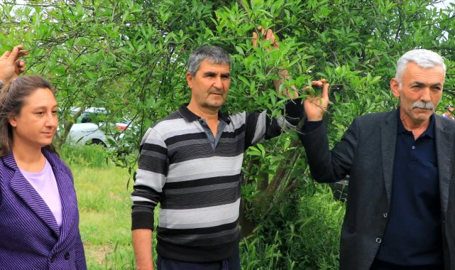 Muğla Büyükşehir Belediyesi'nden zirai dondan zarar gören üreticiye destek