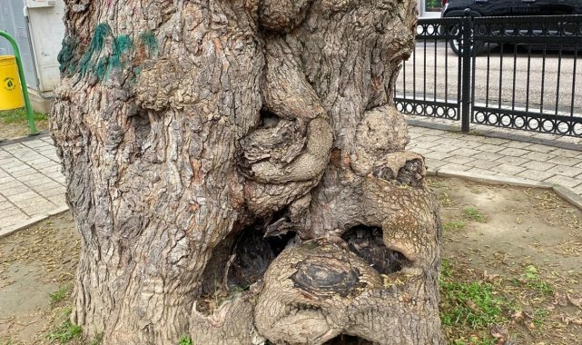 Osmangazi Belediyesi, asırlık ağacın yaralarını sardı