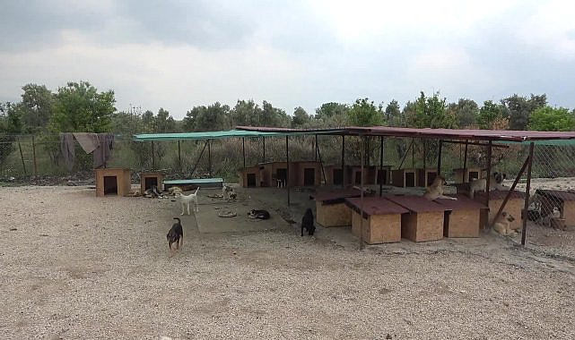 Osmaniye'de hayvanseverler, kurdukları barınakta 129 cana bakıyor