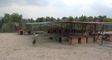 Osmaniye'de hayvanseverler, kurdukları barınakta 129 cana bakıyor