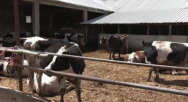 Seydişehirli çiftçilerden kurbanlık ve süt tepkisi: 