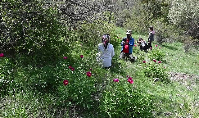 Yozgat'ta endemik Cehrilik lalesine jandarma sahip çıktı