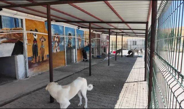 Adıyaman Belediyesi'nden sokak hayvanlarına doğal yaşam ve gölgelik desteği