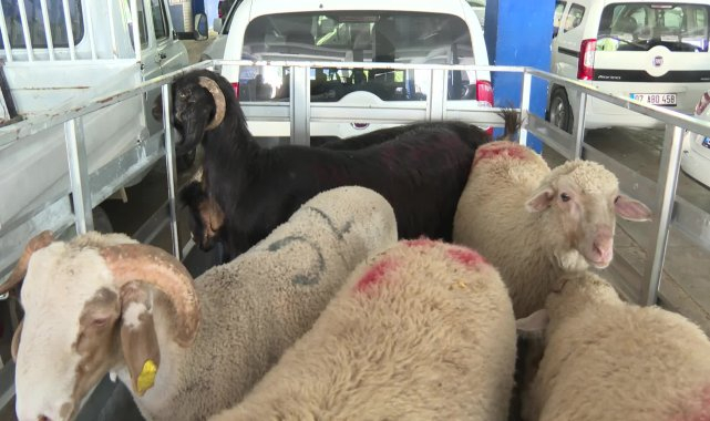 Antalya Büyükşehir Belediyesi'nden ücretsiz ve hijyenik kurban kesim hizmeti