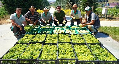 Beylikdüzü Belediyesi Yaşam Bahçesi'nde yaz hasadı yapıldı