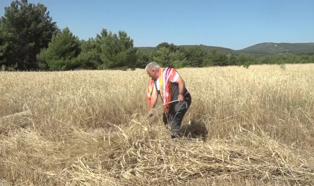 Bornova'da ilk hasat Belediye Başkanı Eşki'den