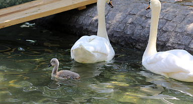 Çankaya Kuğulu Park'ta 15 yıl aradan sonra beyaz kuğu dünyaya geldi