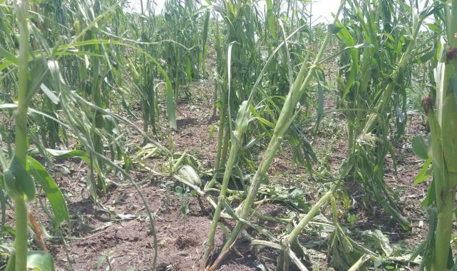 Edirne'nin Uzunköprü ilçesine bağlı köyleri dolu vurdu