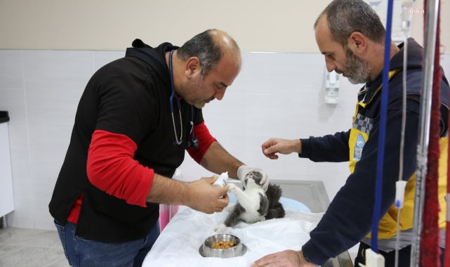 Eyüpsultan Belediyesi'nden sokak hayvanlarına kapsamlı destek