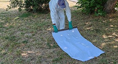 İBB'den kenelere karşı yaz mesaisi: İstanbul'da kene vakalarına karşı sahada aktif mücadele sürüyor