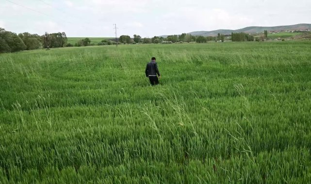 İklim değişikliği Yozgat'ta zirai bitkilerde hastalığa neden oldu
