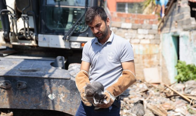 Konak'ta kurtarılan yavru kediler sahiplenilmeyi bekliyor