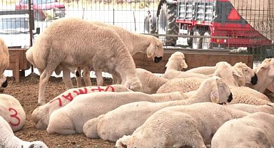 Kurban pazarında besiciden Et ve Süt Kurumu'nun kurban alış fiyatlarına tepki