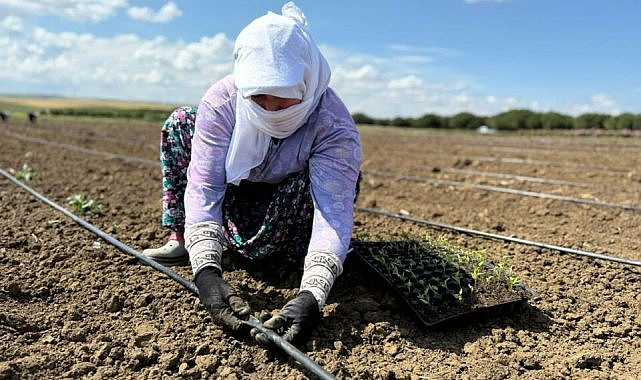 Silivri'de tarımsal üretim sürüyor