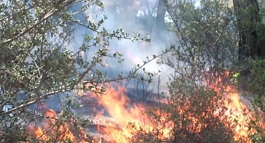 Burhaniye'de orman yangını devam ediyor 