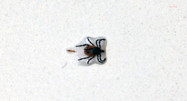 Kene tutmasına bağlı ölüm olayları artıyor, uzamanlar uyarıyor