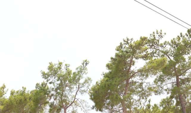 Mersin İtfaiyesi, Silifke'deki yangında dört vatandaşı ve 270 hayvanı kurtardı