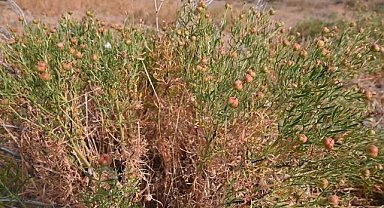 1526 damarlı bitki türünün tespit edildiği Yozgat'ta doğanın zenginliği aktarlarla pazara taşınıyor 