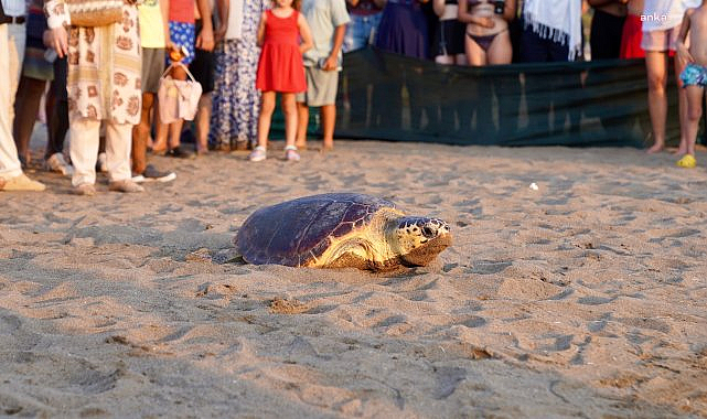 İztuzu'nda 7 caretta ve 20 yavru kaplumbağa denize bırakıldı