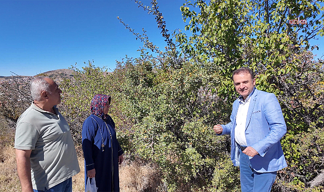 Prof. Dr. Hamdi Temel: Alıç meyvesi bağışıklığı destekler, iltihaplara karşı koruyucudur