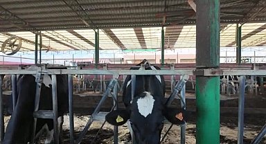 Aydın Süt Üreticileri Birliği Başkanı Başkaya: 