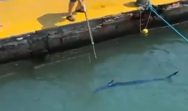 Bodrum'da nesli tükenme tehlikesi altında olan Yelken Balığını vuran balıkçıya para cezası uygulandı