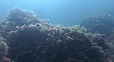 Marmara Denizi'nde müsilaj 3 ayda yeniden ortaya çıktı: Prof. Dr. Sarı: "İşin şakası kalmadı. Acilen harekete geçilmeli"