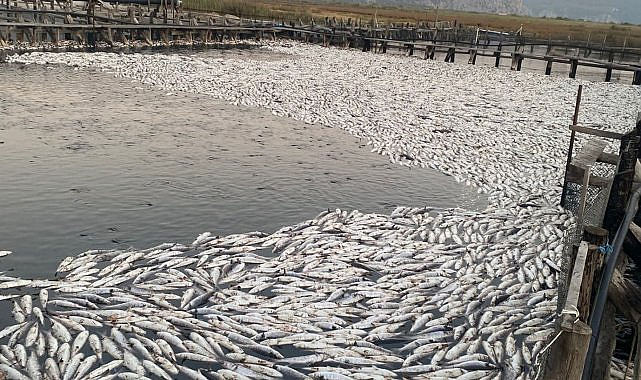 Muğla Dalyan'da balık üretim merkezinde oksijen yetersizliği nedeniyle tonlarca balık telef oldu