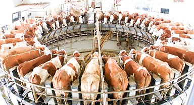 Ulusal Süt Konseyi'nden çiğ inek sütü referans fiyatına 1 Ekim'den itibaren 1 lira 25 kuruş zam