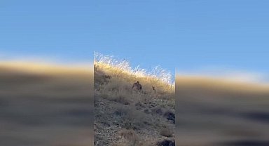 Van'da nesli tehlike altındaki vaşak kameralara yansıdı