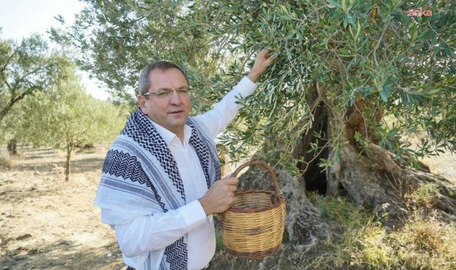 "Ayvalık Zeytin Hasat ve Turizm Festivali" için geri sayım başladı