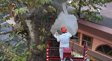 Bursa Büyükşehir Belediyesi'nden 346 yaşındaki çınar ağacının geleceğe taşınması için restorasyon çalışması 