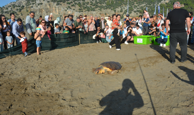 İztuzu'nda tedavisi tamamlanan 10 caretta caretta ile 5 yavru kaplumbağa denize bırakıldı
