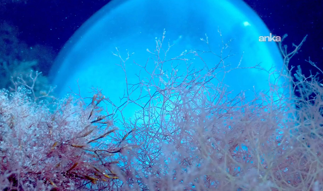 Altınordu Belediyesi,