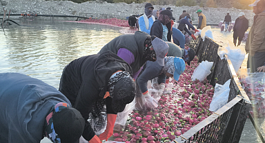 Kadirlili turp üreticisi: Geçen sene kilosu 6-7 liraydı, bu sene 2-3 lira