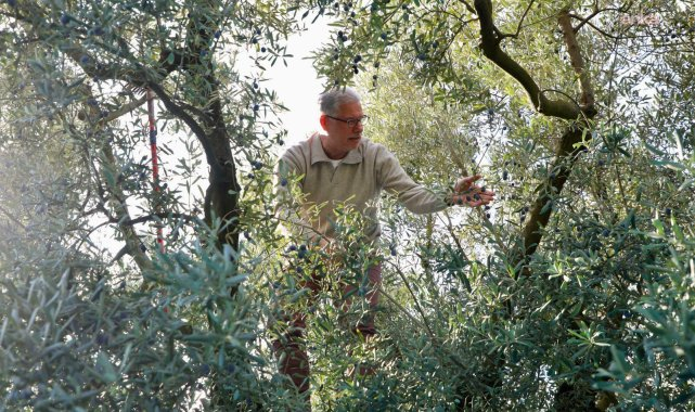 Mudanya'da zeytin hasadı sezonu başladı