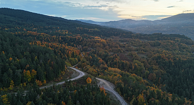 Sinop ormanlarında renk cümbüşü